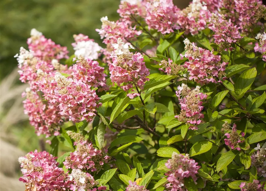 Hydrangea paniculata 'Pinky Winky'®