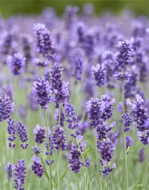 Lavandula angustifolia 'Hidcote Blue'