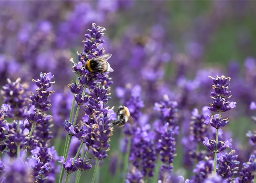 Lavandula angustifolia 'Hidcote Blue'