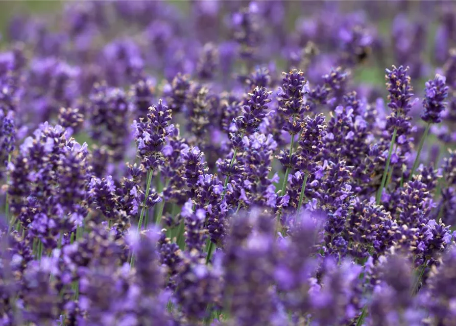 Lavandula angustifolia 'Hidcote Blue'