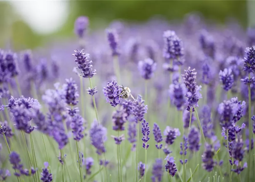 Lavandula angustifolia 'Hidcote Blue'