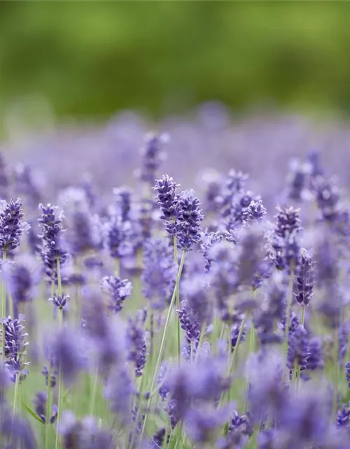 Lavandula angustifolia 'Hidcote Blue'