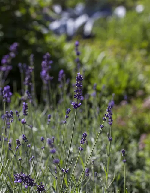 Lavandula angustifolia 'Hidcote Blue'