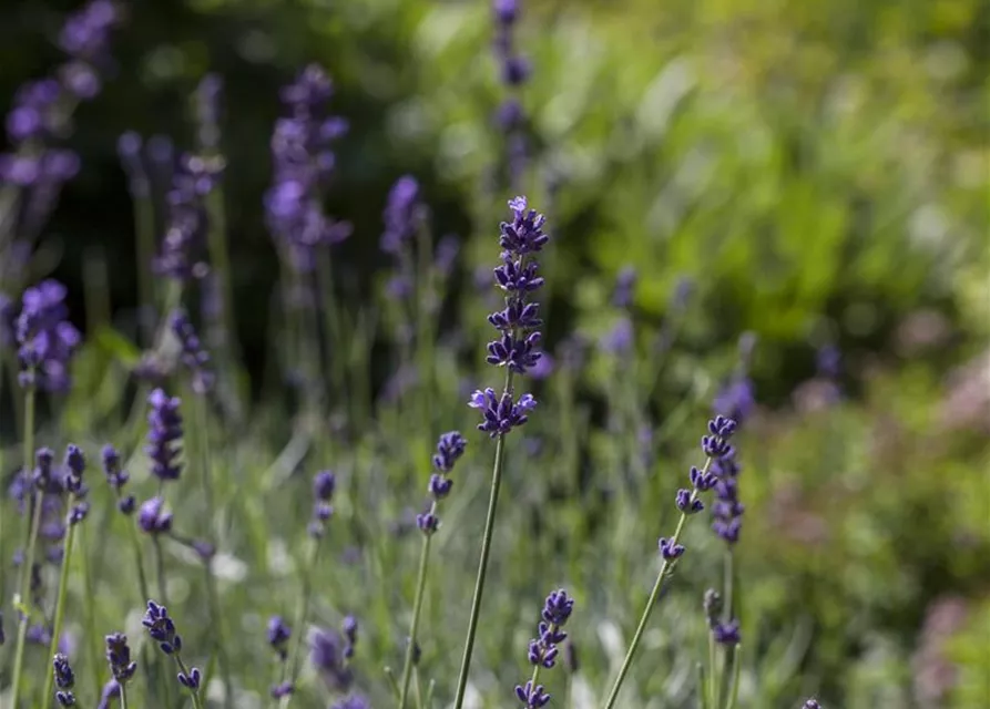 Lavandula angustifolia 'Hidcote Blue'