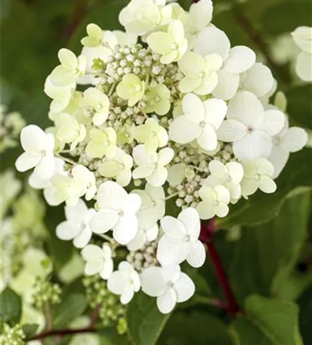 Hydrangea paniculata 'Vanille Fraise'®