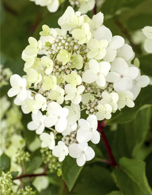 Hydrangea paniculata 'Vanille Fraise'®