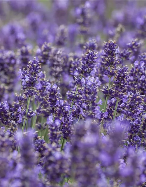 Lavandula angustifolia, blau