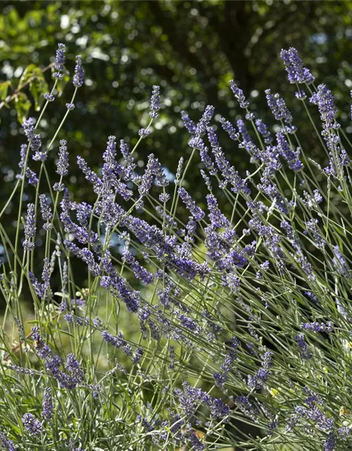 Lavandula angustifolia, blau