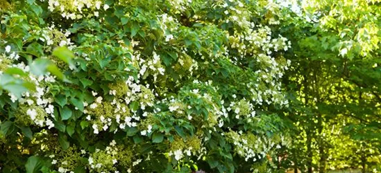 Hydrangea petiolaris