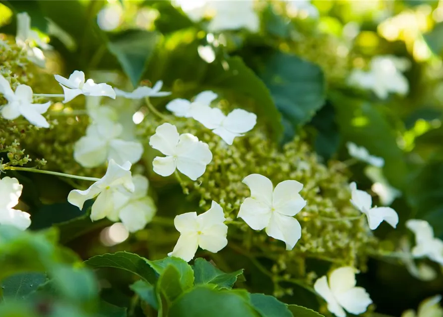 Hydrangea petiolaris