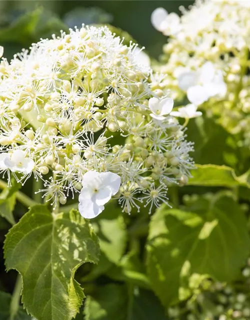 Hydrangea petiolaris