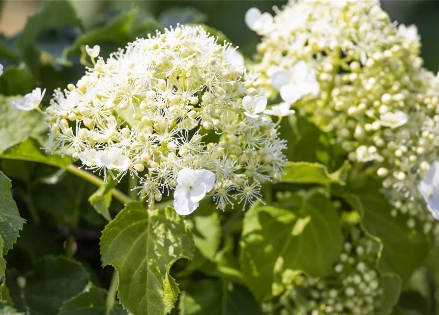 Hydrangea petiolaris