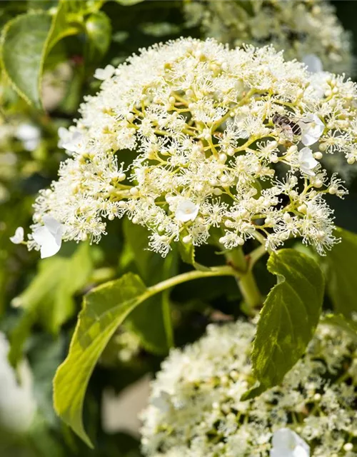 Hydrangea petiolaris