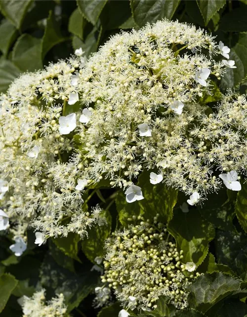 Hydrangea petiolaris