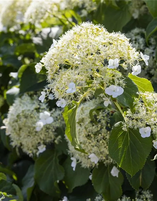 Hydrangea petiolaris