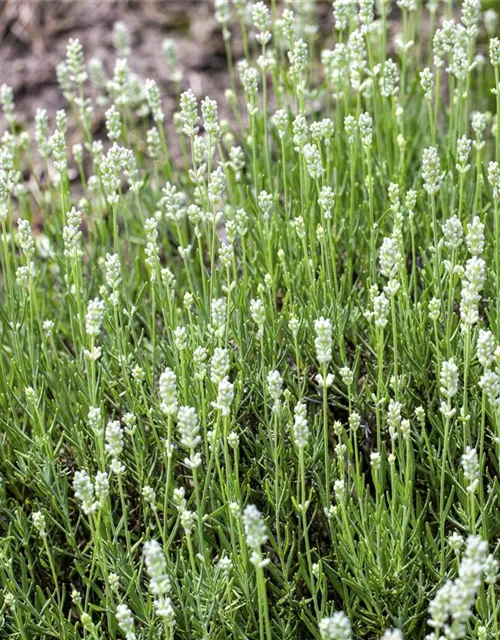 Lavandula angustifolia, weiß