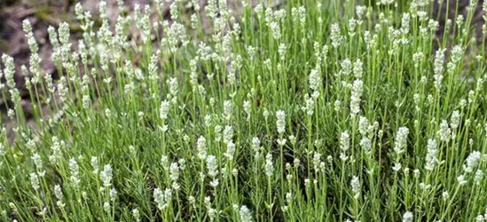 Lavandula angustifolia, weiß