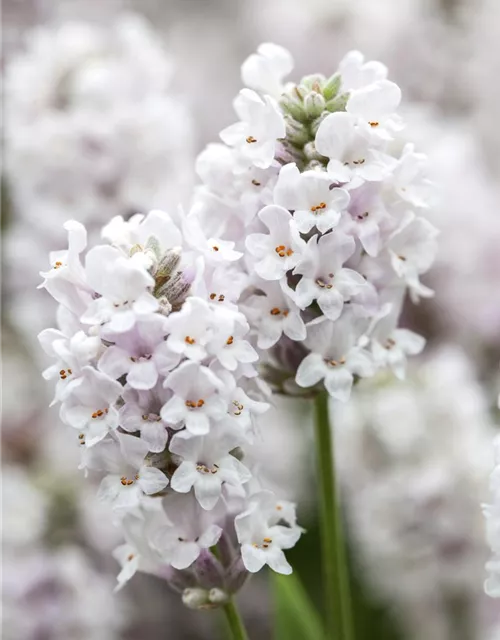 Lavandula angustifolia, weiß