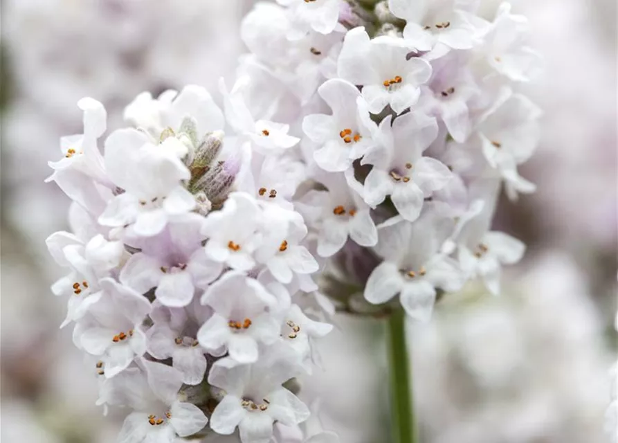 Lavandula angustifolia, weiß