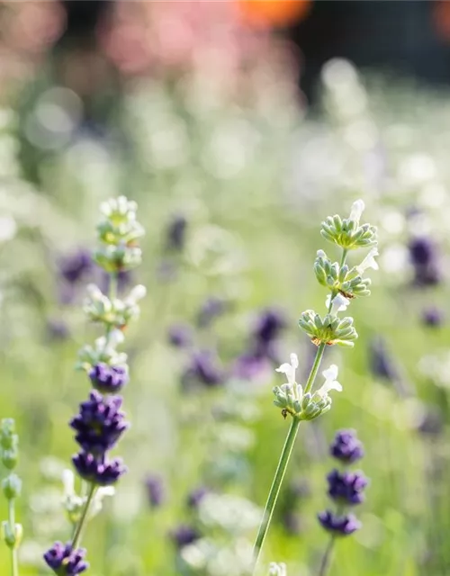 Lavandula angustifolia, weiß