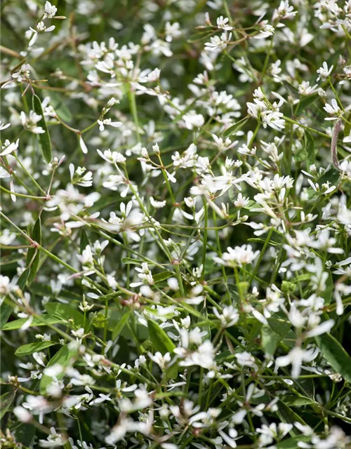 Euphorbia hypericifolia