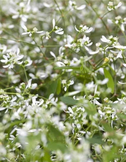 Euphorbia hypericifolia