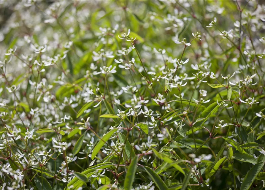 Euphorbia hypericifolia