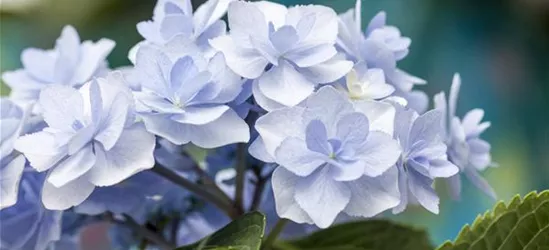 Hydrangea 'You & Me'®