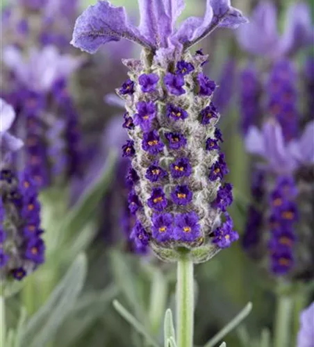 Lavandula stoechas