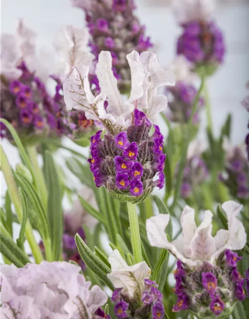 Lavandula stoechas