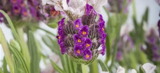 Lavandula stoechas 'Butterfly Garden'®