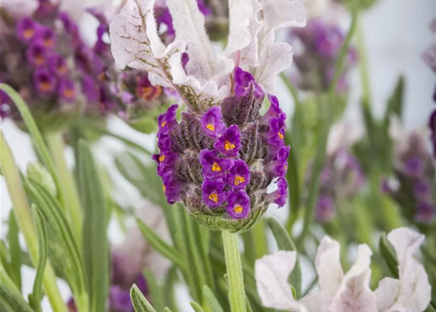 Lavandula stoechas