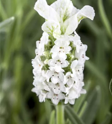 Lavandula stoechas, weiß