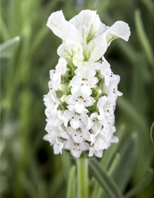 Lavandula stoechas