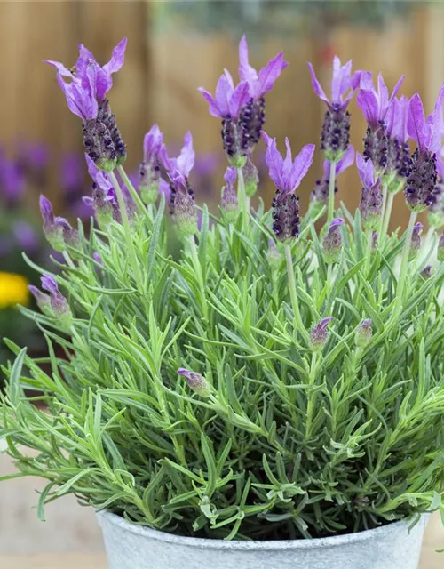 Lavandula stoechas