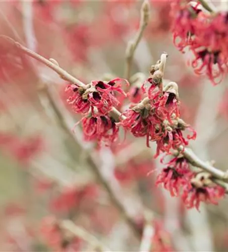 Hamamelis mollis