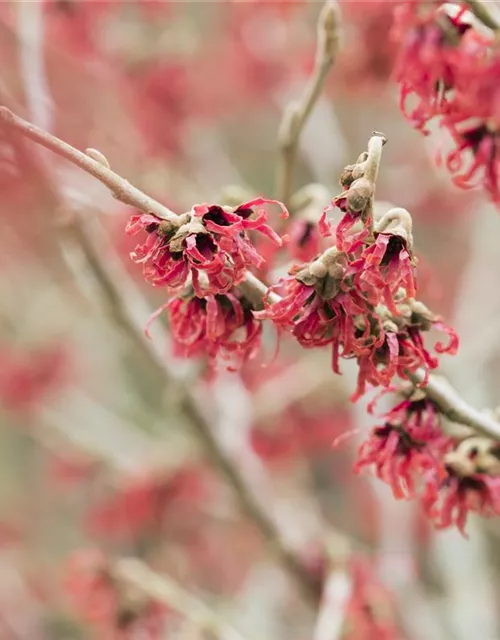 Hamamelis mollis