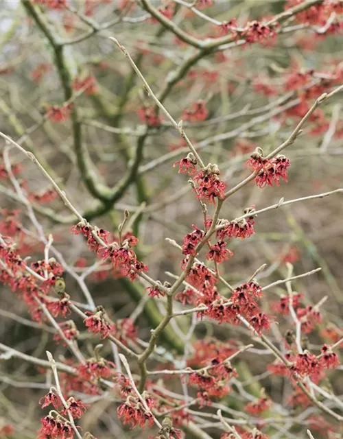 Hamamelis mollis