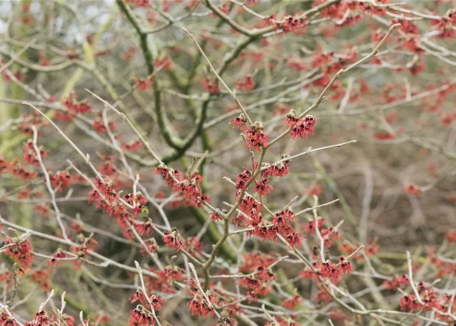 Hamamelis mollis