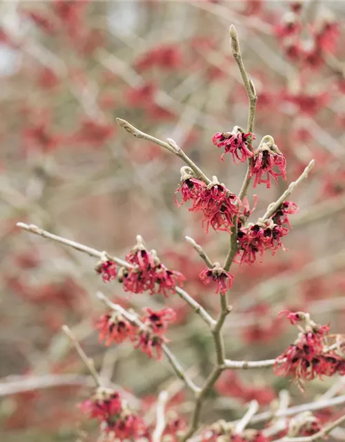 Hamamelis mollis