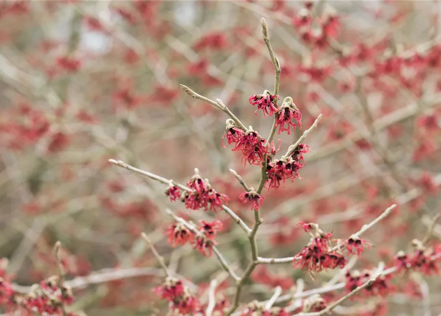 Hamamelis mollis