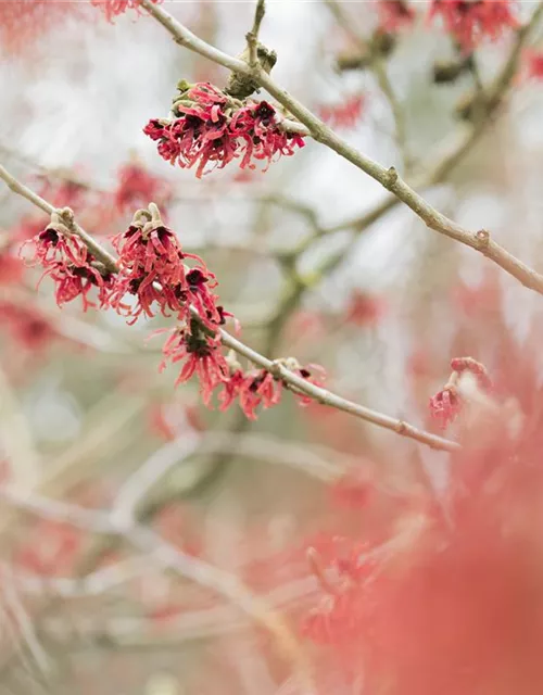 Hamamelis mollis