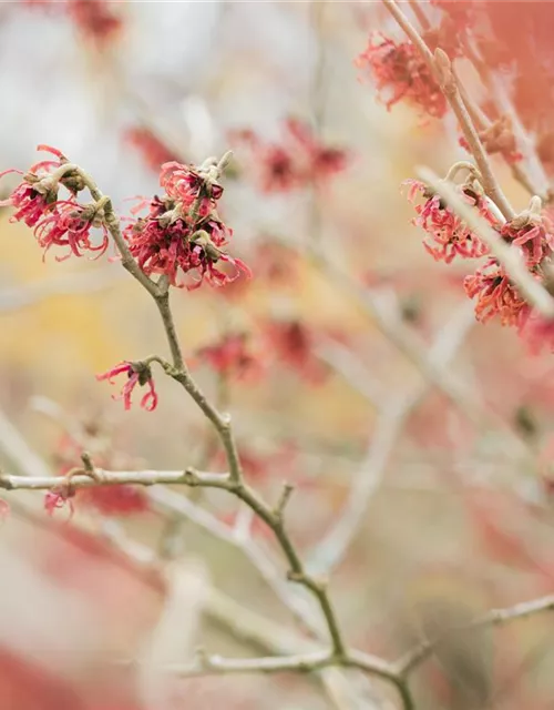 Hamamelis mollis