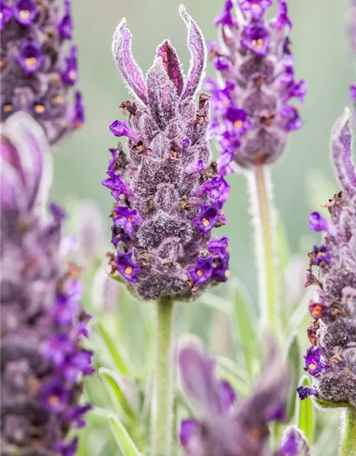 Lavandula stoechas 'Anouk'