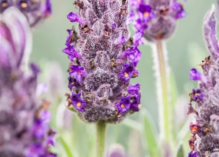 Lavandula stoechas 'Anouk'