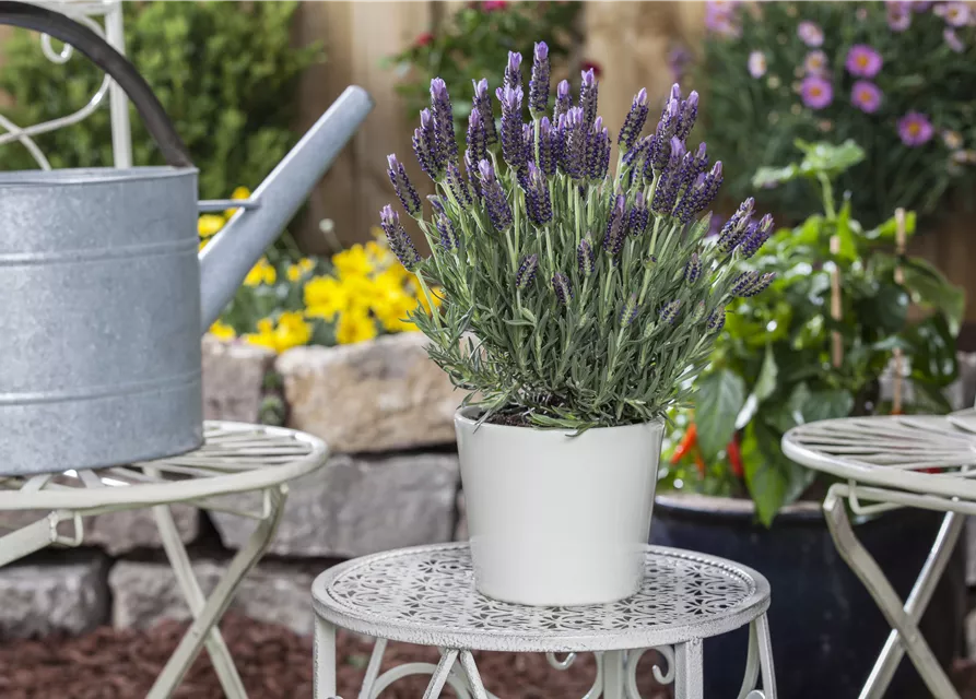 Lavandula stoechas 'Anouk'