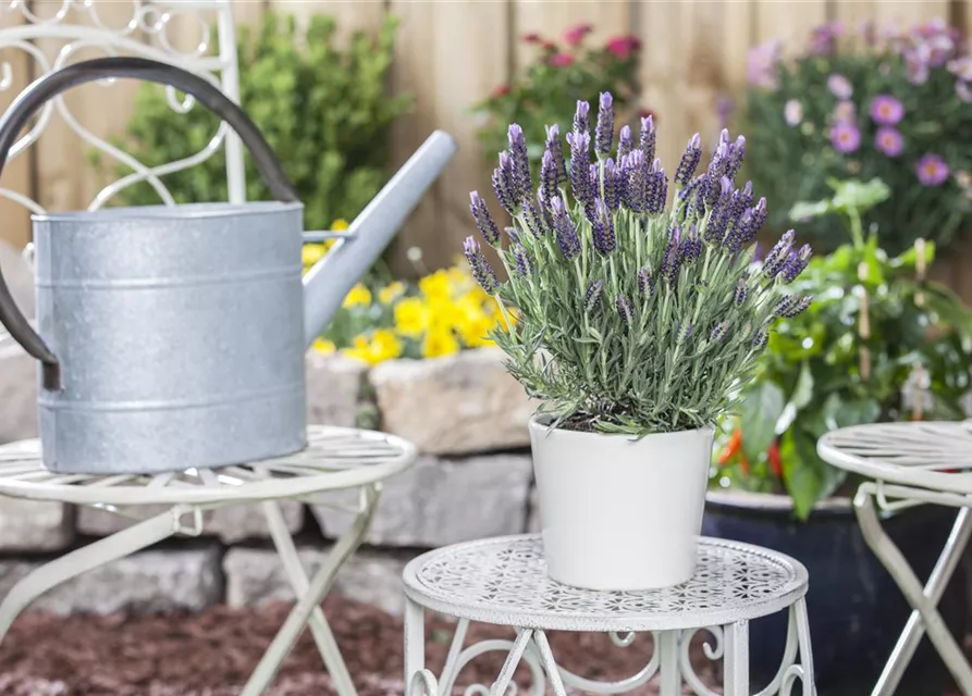 Lavandula stoechas 'Anouk'