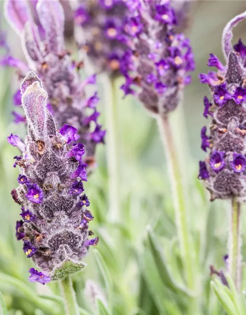 Lavandula stoechas 'Anouk'