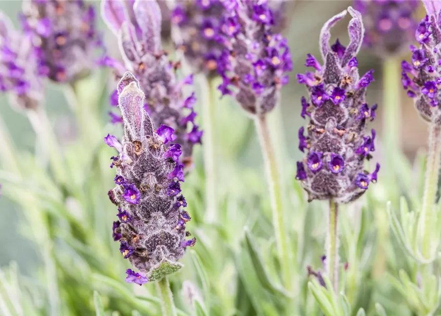 Lavandula stoechas 'Anouk'