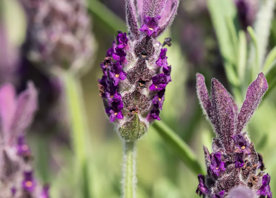 Lavandula stoechas 'Anouk'